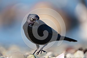 Brewer`s blackbird resting at seaside