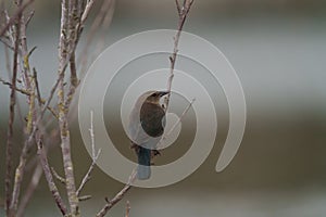 Brewer`s blackbird resting at seaside