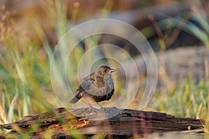 Brewer`s blackbird resting at seaside