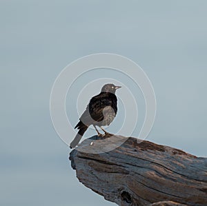 Brewer`s blackbird resting at seaside