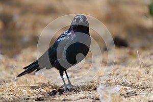 Brewer`s blackbird resting at seaside photo