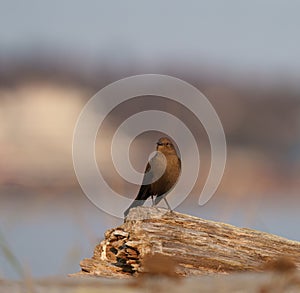 Brewer`s blackbird resting at seaside photo