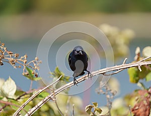 Brewer`s blackbird resting at tree branch