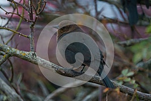 Brewer`s blackbird resting at tree branch