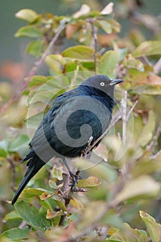 Brewer`s blackbird resting at tree branch