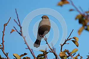 Brewer`s blackbird resting at tree branch