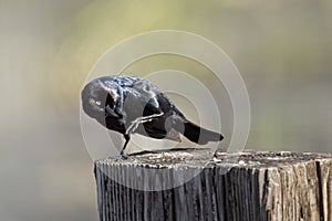 Brewer\'s blackbird scratches itself