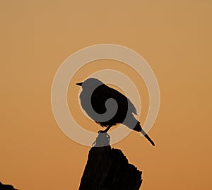 Brewer\'s blackbird silhouette at sunset moment