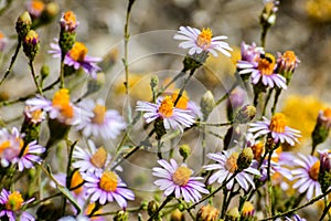 Brewer`s fleabane Erigeron breweri wildflowers