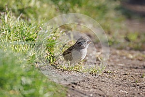 BrewerÃ¢â¬â¢s Sparrow bird