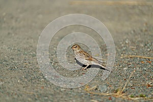 Brewer`s Sparrow feeding on the ground