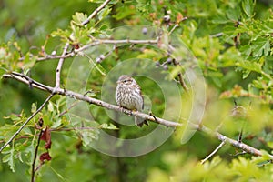 Brewer\'s Sparrow resting in bush