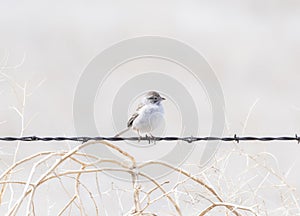 Brewer`s Sparrow Spizella breweri Perched on Barbed Wire on the Grasslands and Plains