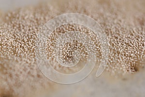Brewer`s yeast on the wort surface. Craft beer brewing from grai photo