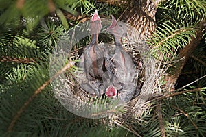 Brewers Black bird chicks in birds nest