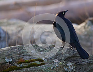 Brewers blackbird