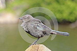 Brewers Blackbird female