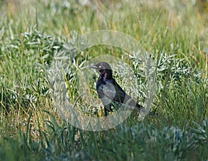 Brewers blackbird in grass