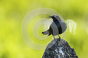 Brewers blackbird looking to the side.