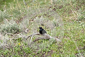 Brewers Blackbird perched on a branch