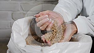 Brewery concept. Close-up of brewer pouring grains through fingers into sack at brewery factory