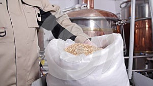 Brewery concept. Pale Pilsener Malt Grains in hands. Ingredient for beer