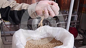 Brewery concept. Pale Pilsener Malt Grains in hands. Ingredient for beer