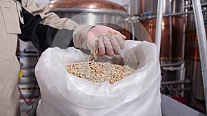 Brewery concept. Pale pilsener malt grains in hands. Ingredient for beer