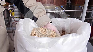 Brewery concept. Pale pilsener malt grains in hands. Ingredient for beer