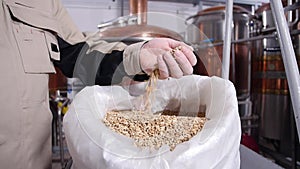 Brewery concept. Pale pilsener malt grains in hands. Ingredient for beer