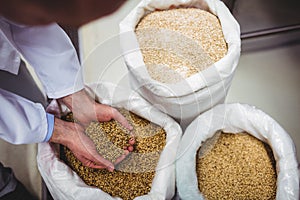 Brewery manufacturer holding barley over sack photo