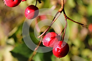 Briar berries growing on branches of a bush