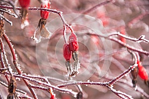 The briar bush covered by the snow