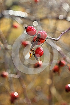 Briar in dew.