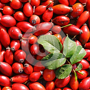 Briar fruits (Dog Rose)