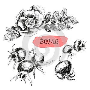 Briar. Wild rose