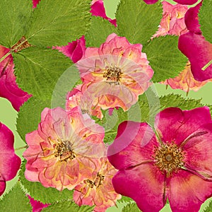 Briar, wild rose,. Seamless pattern texture of pressed dry flowers.