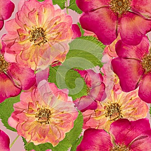 Briar, wild rose,. Seamless pattern texture of pressed dry flowers.