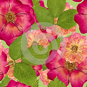 Briar, wild rose,. Seamless pattern texture of pressed dry flowers.