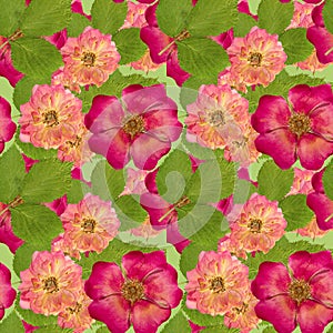 Briar, wild rose,. Seamless pattern texture of pressed dry flowers.