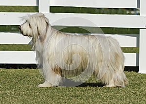 Briard dog