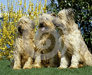 Briard Dog Old Standard Breed with Cut Ears, Adults standing on Grass