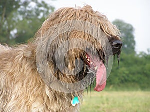 Briard portrait