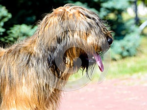 Briard portrait. The Briard stands in the park.