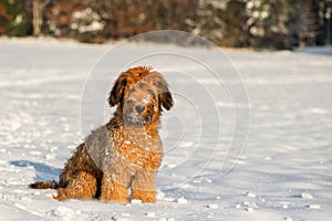 Briard puppy sits on snowy meadow