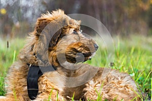 Briard puppy sits and watches on pasture.