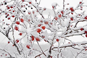 Briars fruit covered in snow