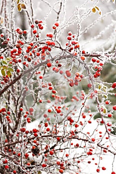 Briars fruit and freezing fog