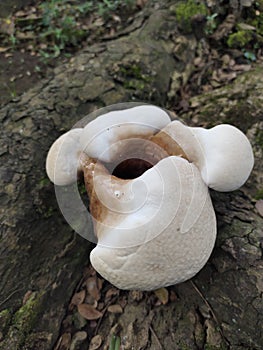 Brich polypore 1