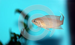 Brichardi Cichlid, African Tanganyika Princess fish - Neolamprologus brichardi